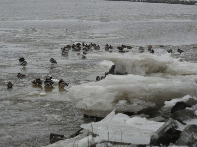 ijssel 7