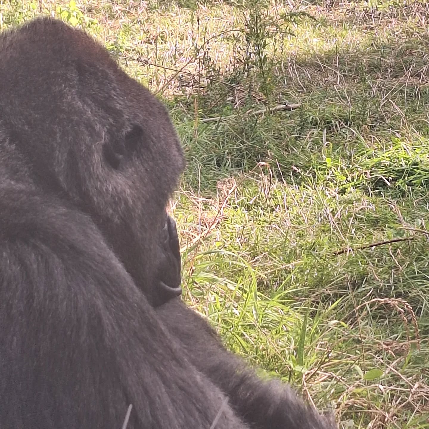 Gorilla Makoua in Burgers' Zoo