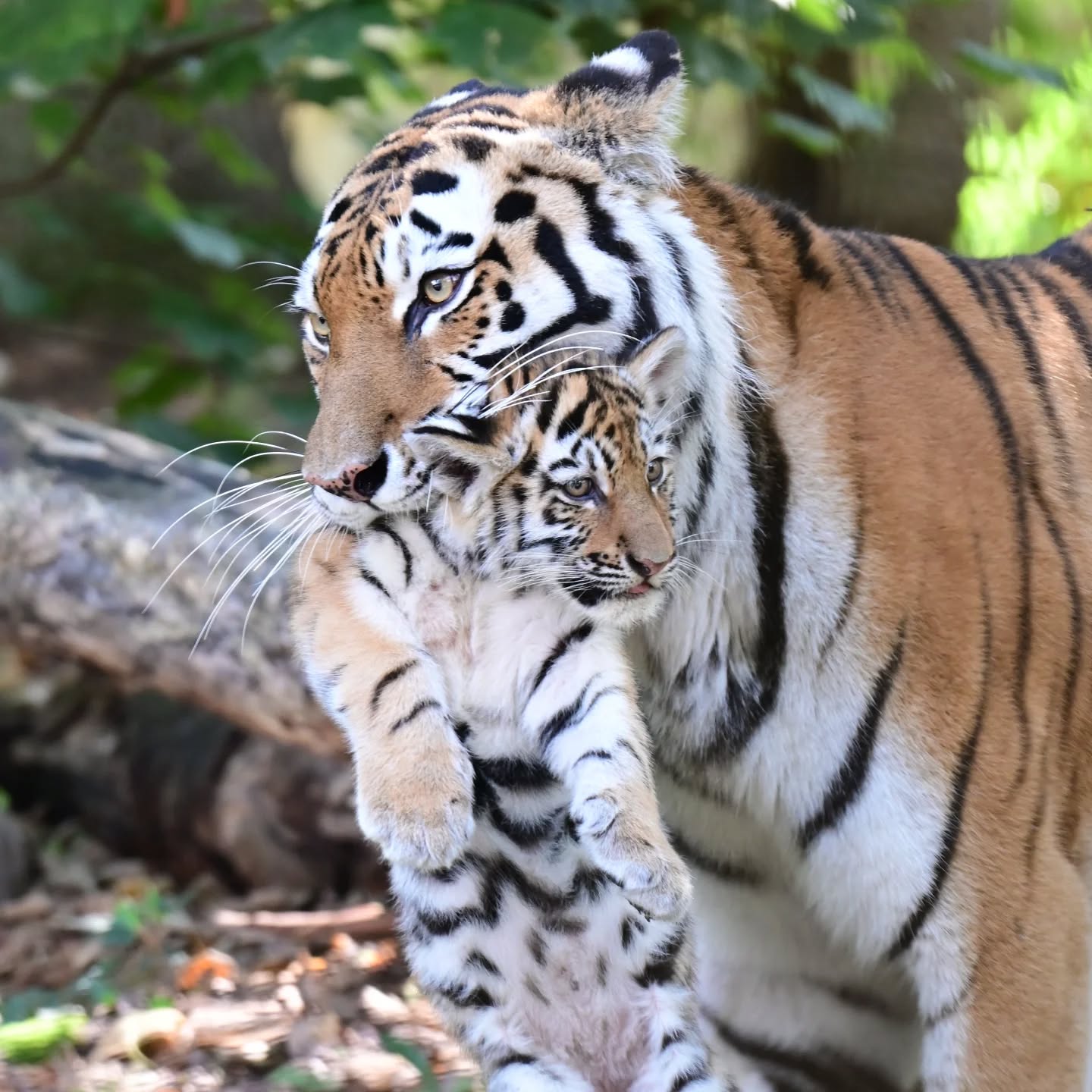 Missie geslaagd… jonge tijgers in Ouwehands Dierenpark gezien en gefotografeerd