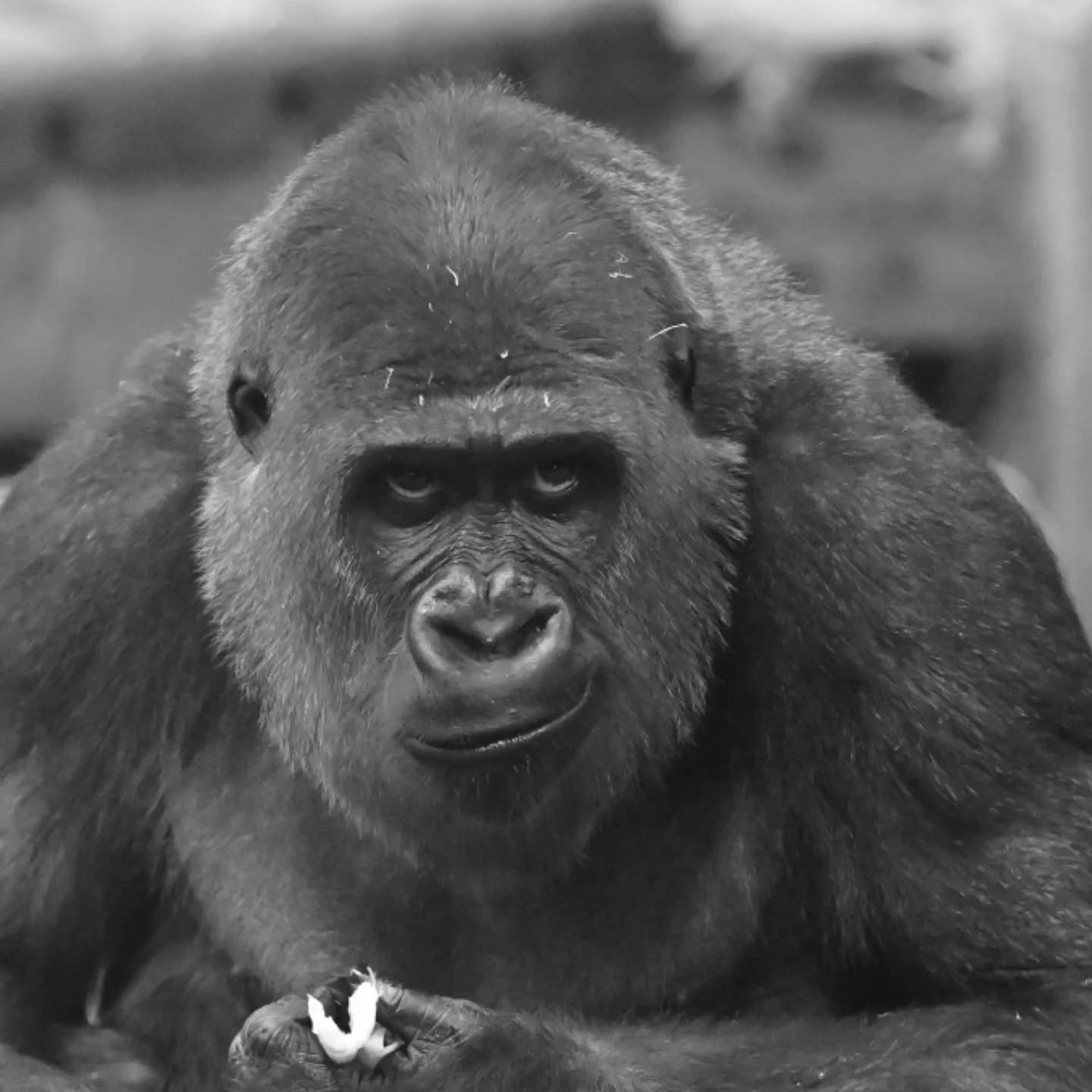 Gorilla Yangha in Burgers' Zoo