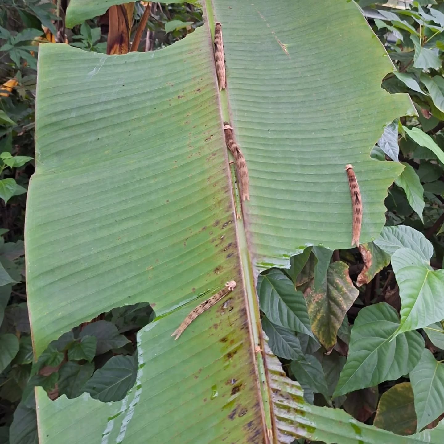 Rupsen van de Uilvlinder - Burgers' Zoo - Mangrove