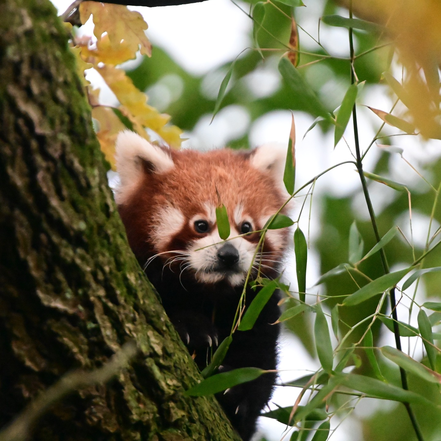 Kleine panda Sunita in Diergaarde Blijdorp